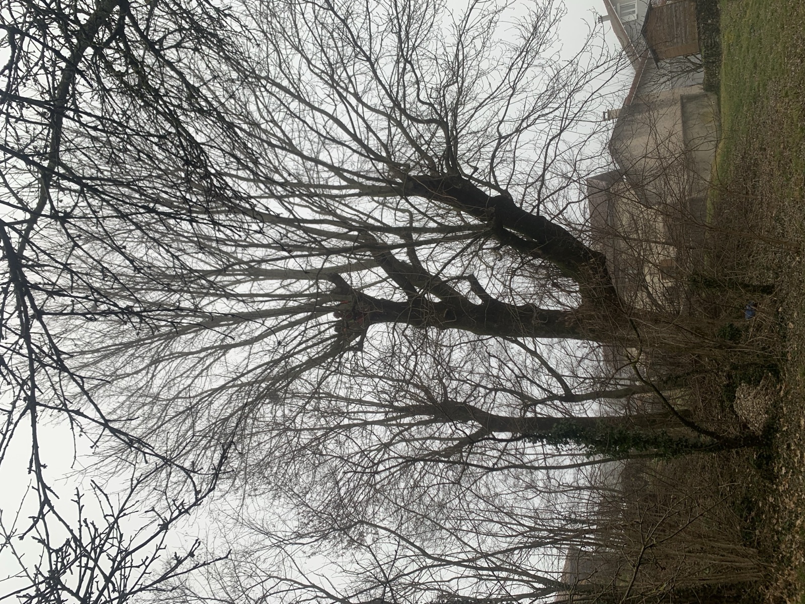 Arbre avant élagage